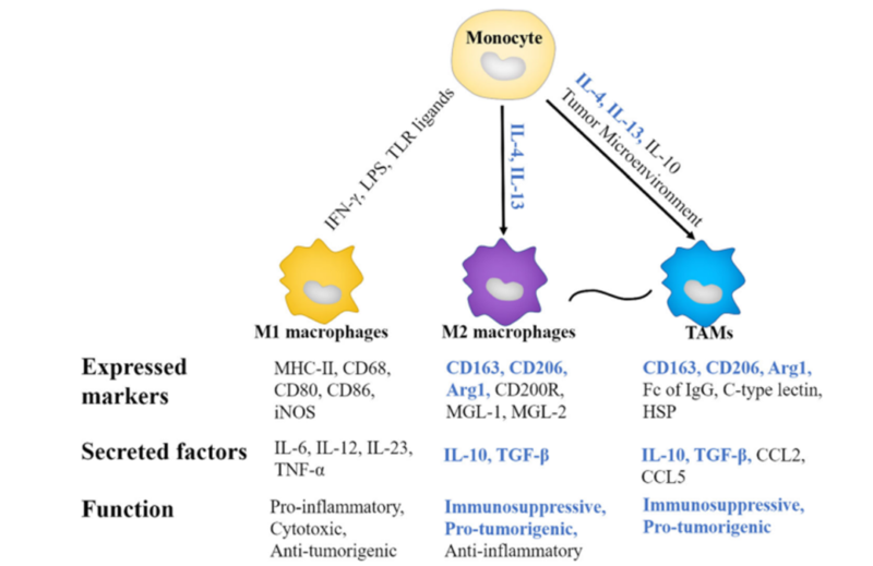 macrophage markers