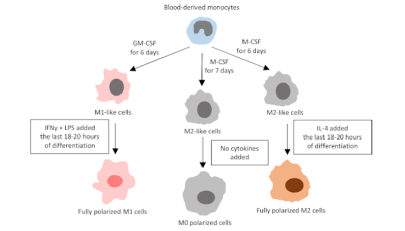 macrophage polarization assay