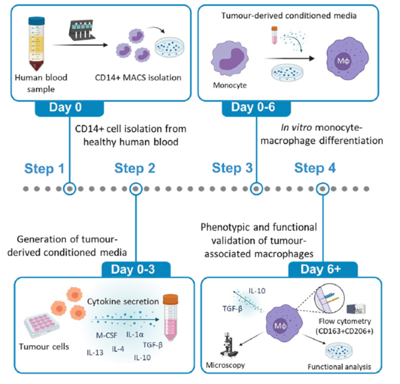 Tumor-associated macrophages