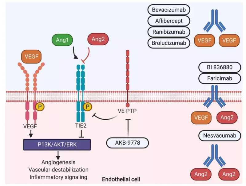 Signaling Pathway of Tumor Angiogenesis