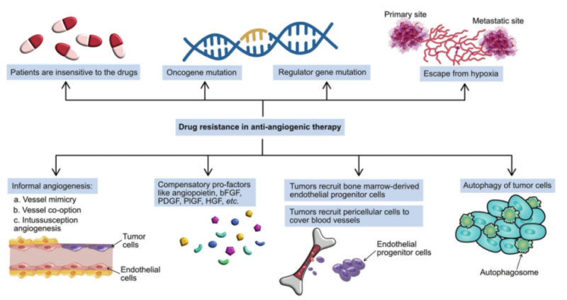 Angiogenesis in cancer