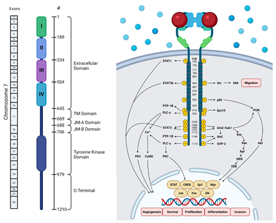 EGFR Structure and Function