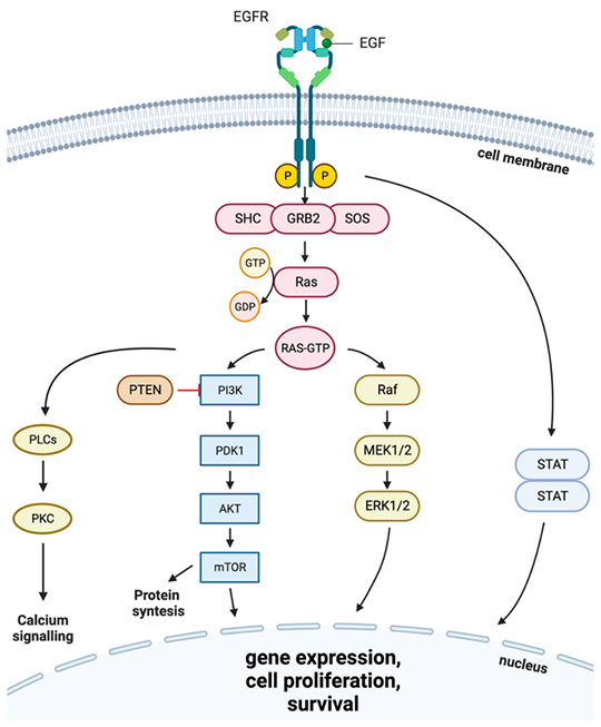 EGFR Signaling Pathway, EGFR western blot