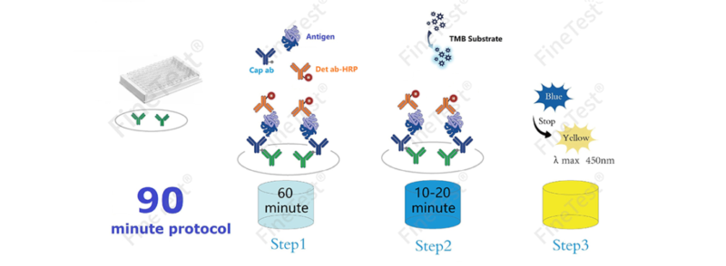 ELISA Method Steps: One Step ELISA