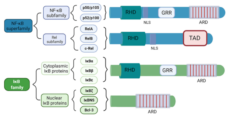 NF-κB Family