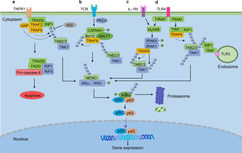 Canonical NF-κB Pathway