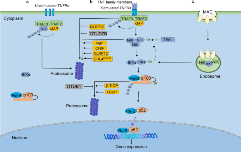 Non-canonical NF-κB Pathway