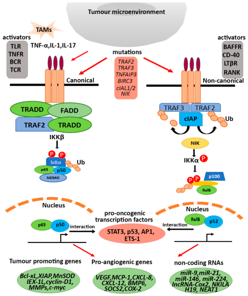 NF-κB and Cancer