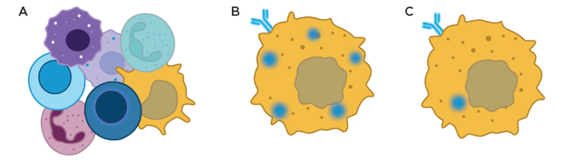 Spectral Flow Cytometry