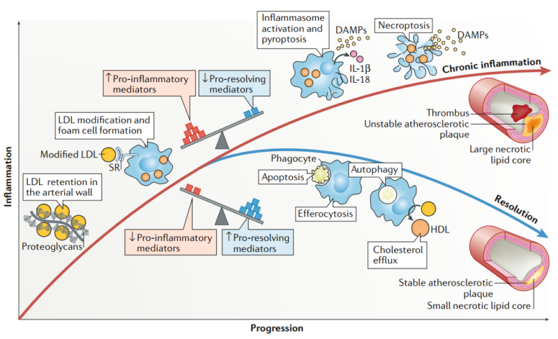 Cardio-cerebrovascular Diseases