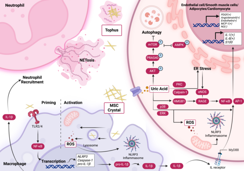 hyperuricemia