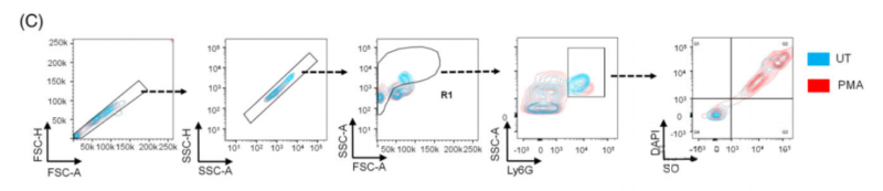 NETosis Assay in Bone Marrow(BM)