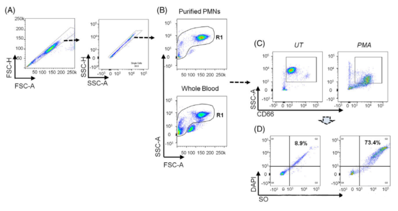 NETosis Assay in Purified PMNs