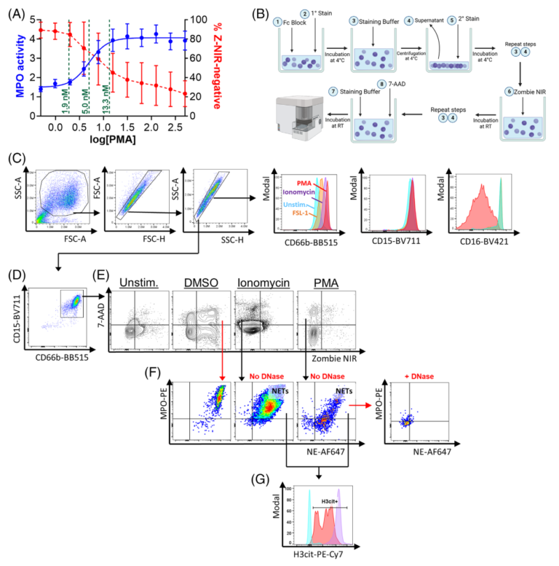 Gating for NET-attached Neutrophils
