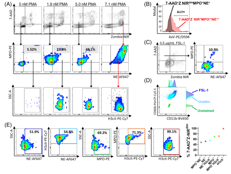 Neutrophil Flow Cytometry Markers