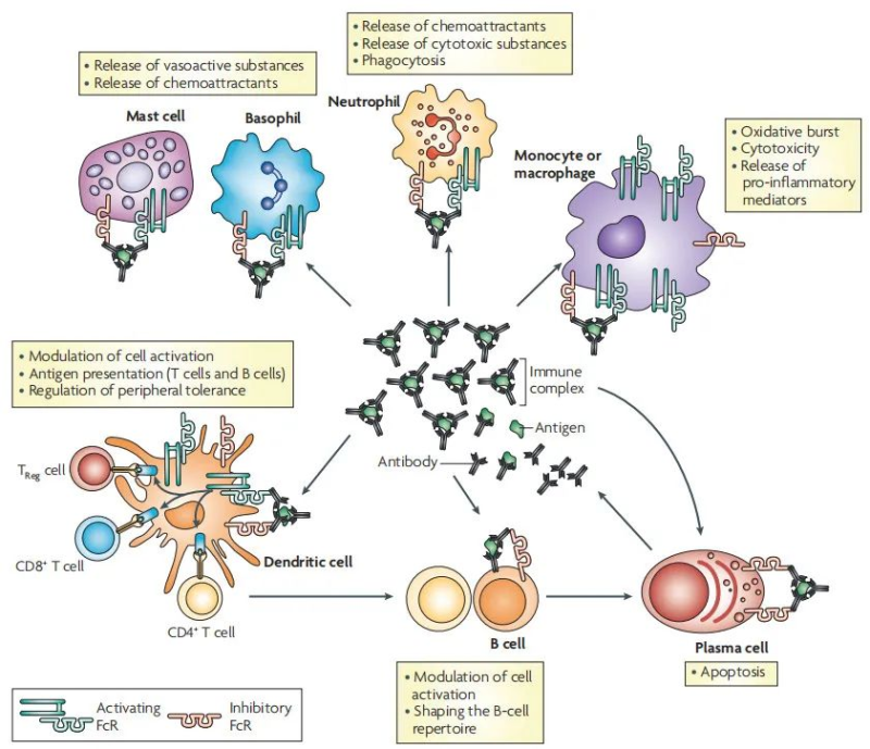 Roles of Fc Receptors