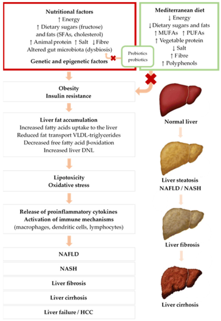Hazards of Fatty Liver