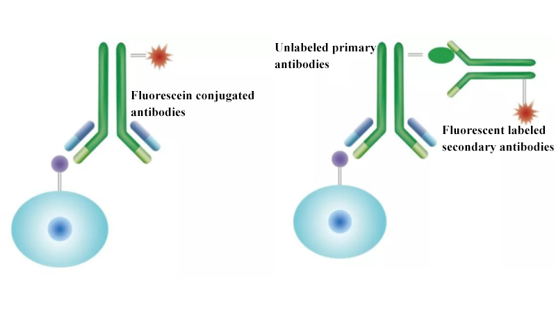 flow cytometry staining