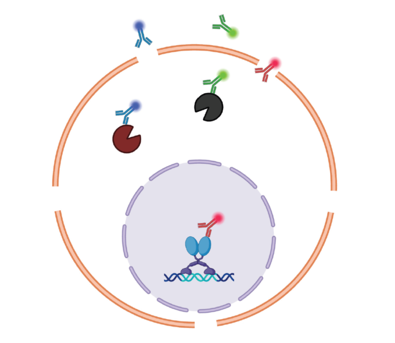 Intracellular Staining