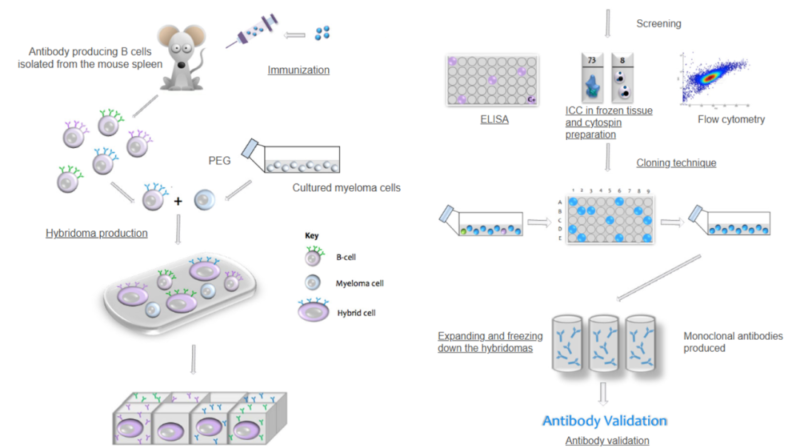 Clone ID Selection