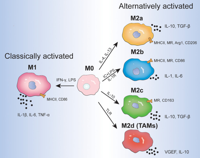 IL-4 signaling pathway