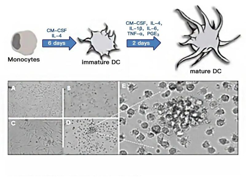 Effects on Other Cells