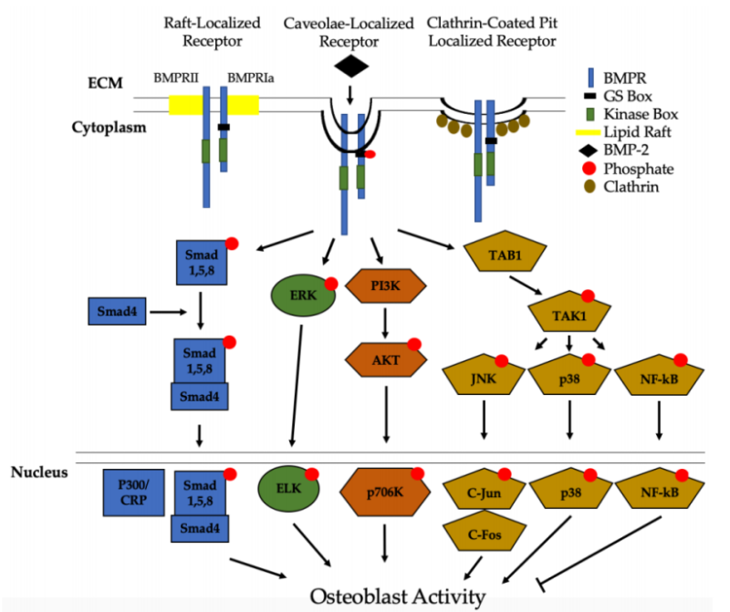 BMP-2 signaling pathway