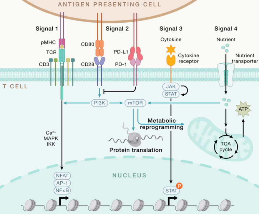 Signal 1 2 3 4 for T Cell Activation
