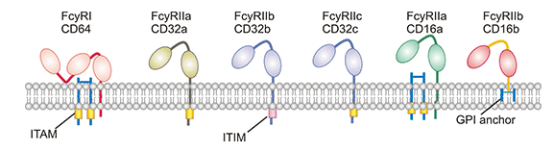Types of Fc Receptor