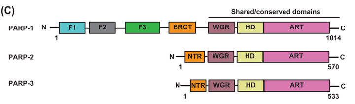 Structure and Functions of PARP