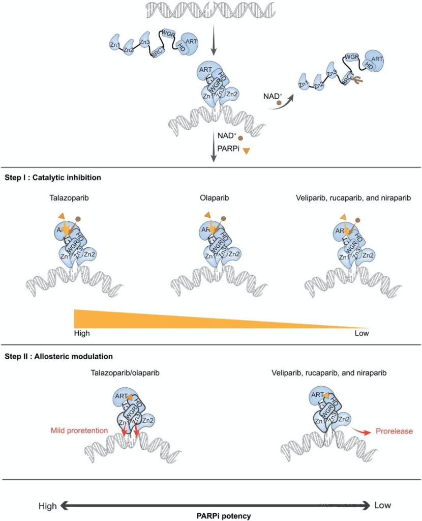 Mechanism of Action of PARPi