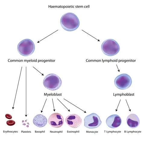 hematopoiesis