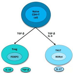 t cell analysis