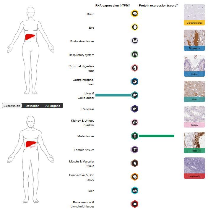 Biological and Clinical Aspects of APCS