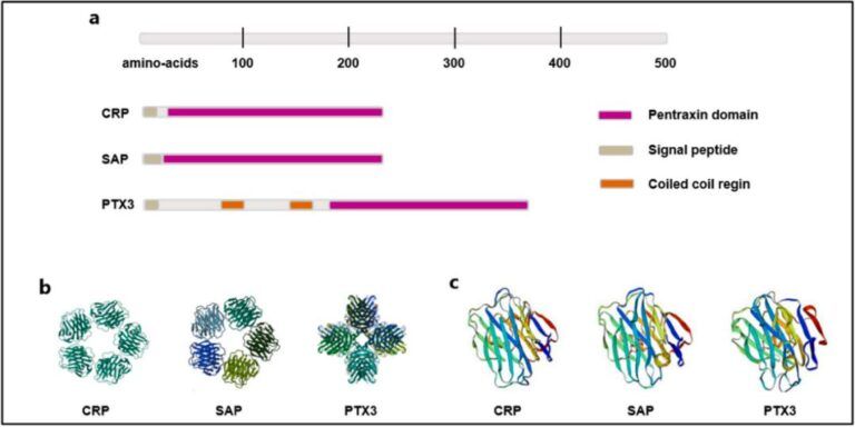 Receptor Recognition of APCS