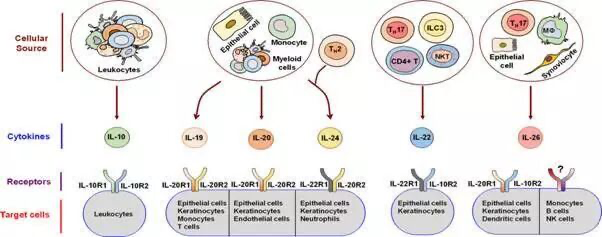 Immunoregulatory Cytokine