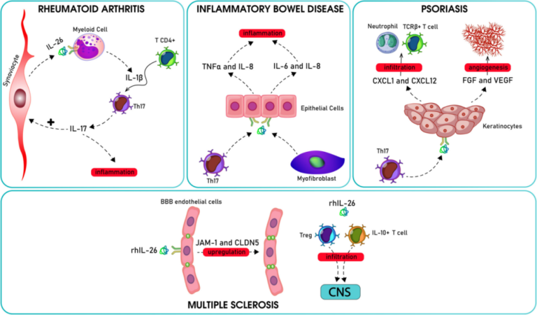 Roles of Interleukin-26 in Autoimmune Diseases