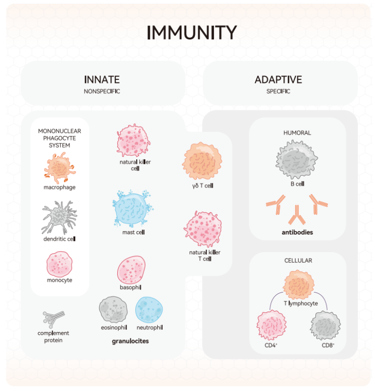 Types of Lymphocytes