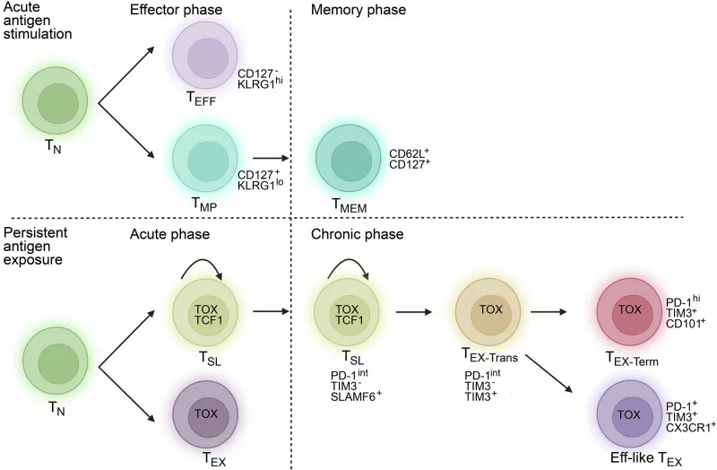 Heterogeneity of Exhausted T Cells