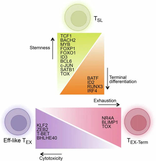 T Cell Immunotherapy
