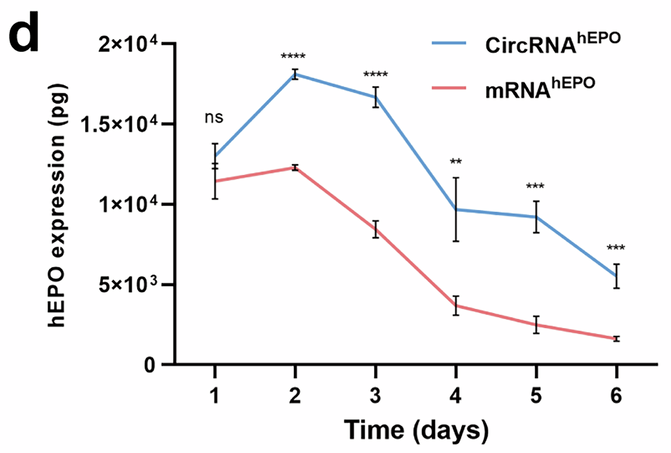circRNA therapeutics