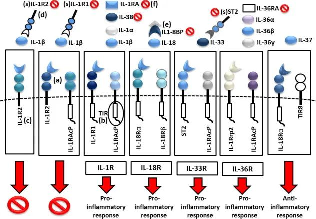 IL-1 Family Cytokines