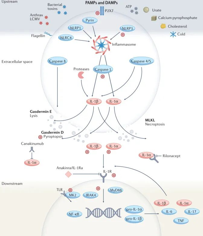Immunity and Diseases