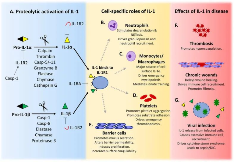 Immune Regulation and Inflammation