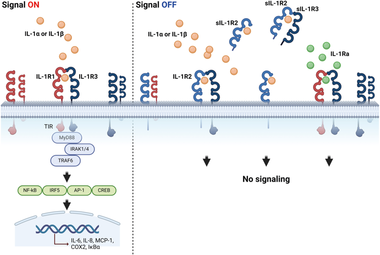 IL-1 Signaling