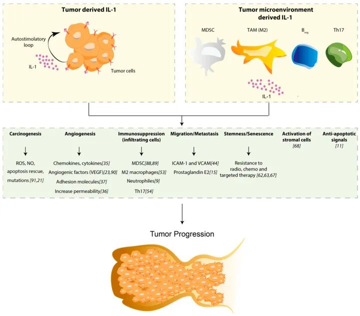 Tumorigenesis and Tumor Progression