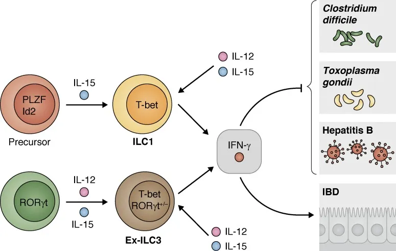 ILC1 in Immune Responses
