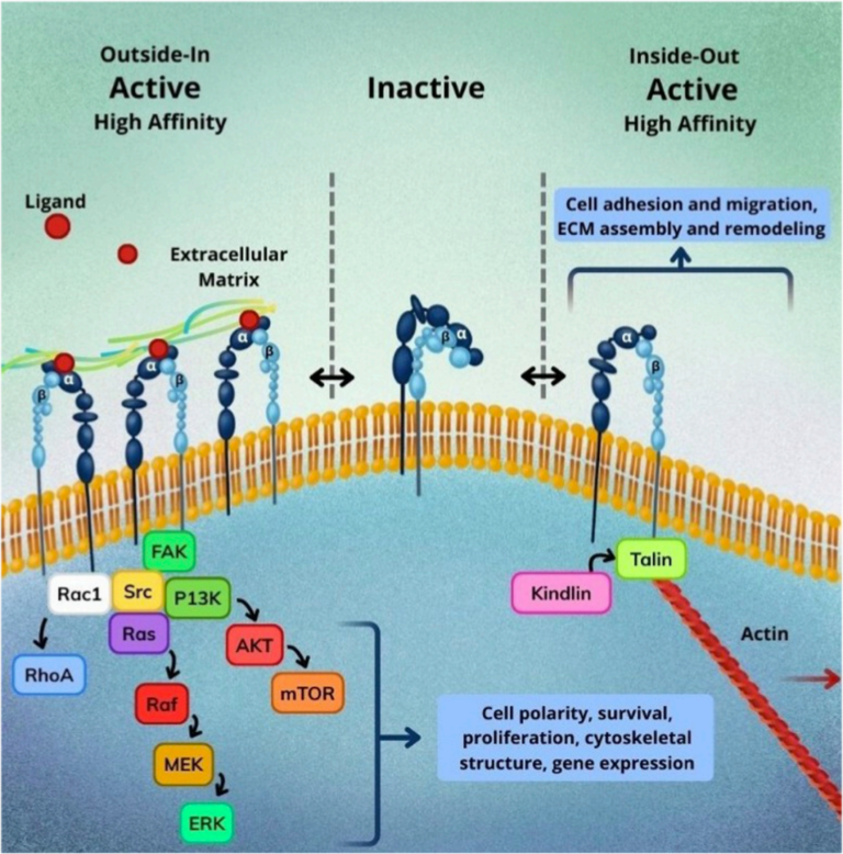 ITGA4 Integrin Signaling