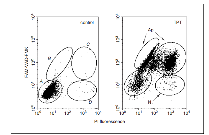 Detection of Caspase Activity