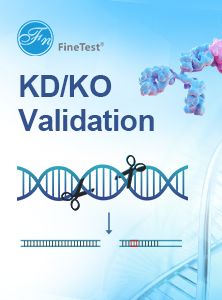KO/KD validated ELISA kits